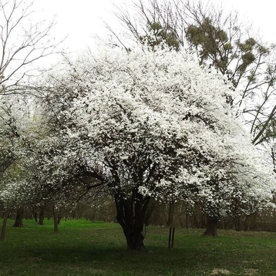 gamanacasa white tree